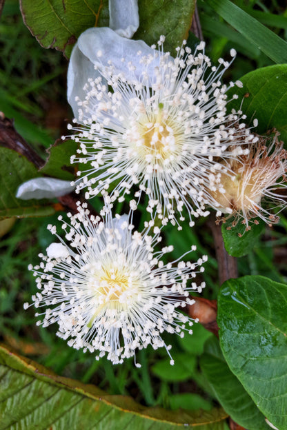 20 Guava Tree (Psidium Guajava) Seeds