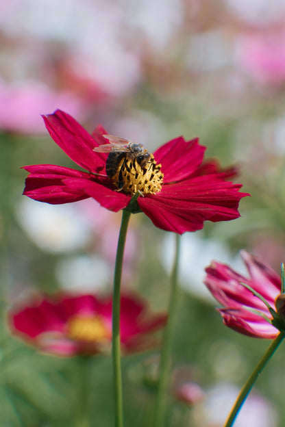 300 Cosmos Dazzler (Cosmos Bipinnatus) Seeds