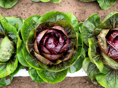 100 Rossa di Verona Radicchio / Endive (Cichorium Intybus) Seeds