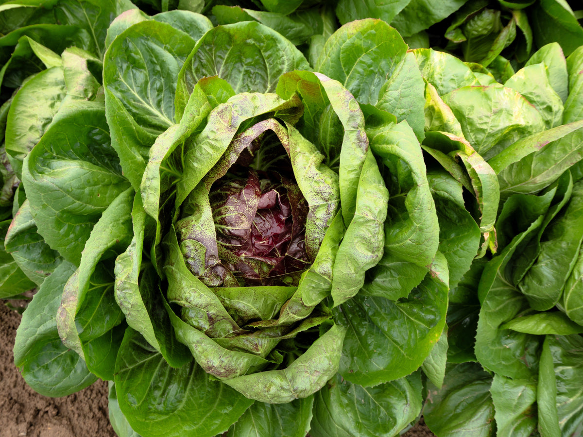 100 Rossa di Verona Radicchio / Endive (Cichorium Intybus) Seeds