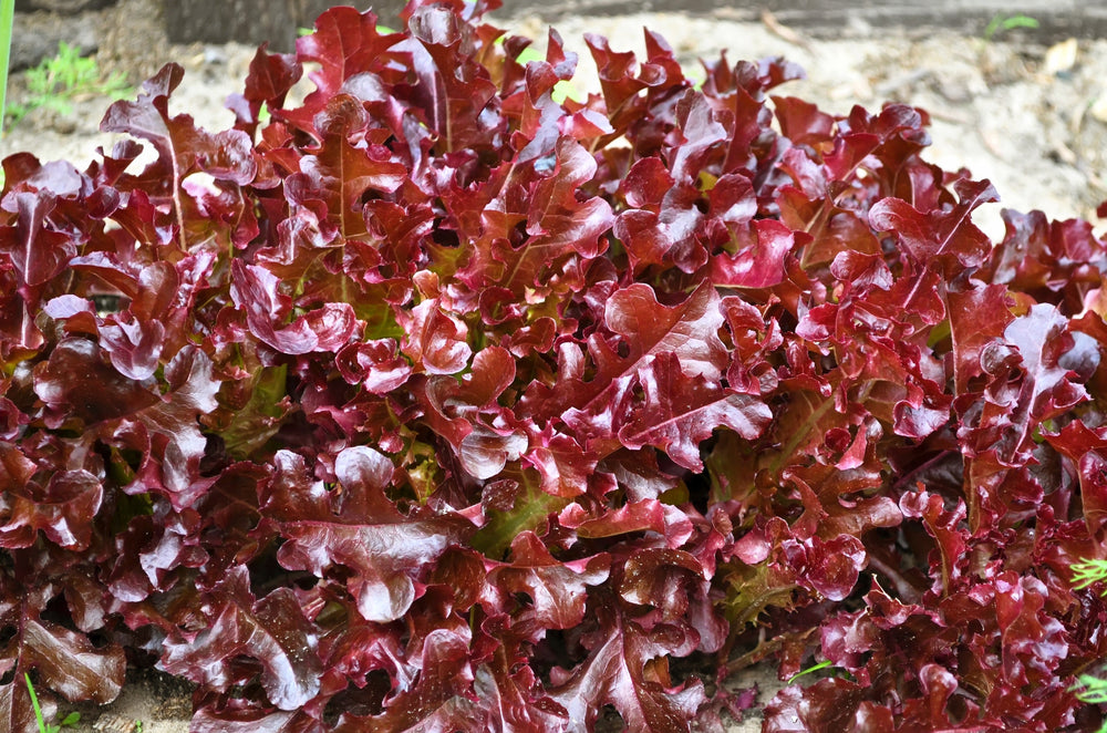 3000 Red Salad Bowl Leaf Lettuce (Lactuca Sativa) Seeds