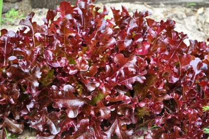 3000 Red Salad Bowl Leaf Lettuce (Lactuca Sativa) Seeds