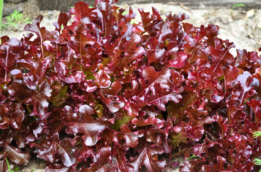 3000 Red Salad Bowl Leaf Lettuce (Lactuca Sativa) Seeds