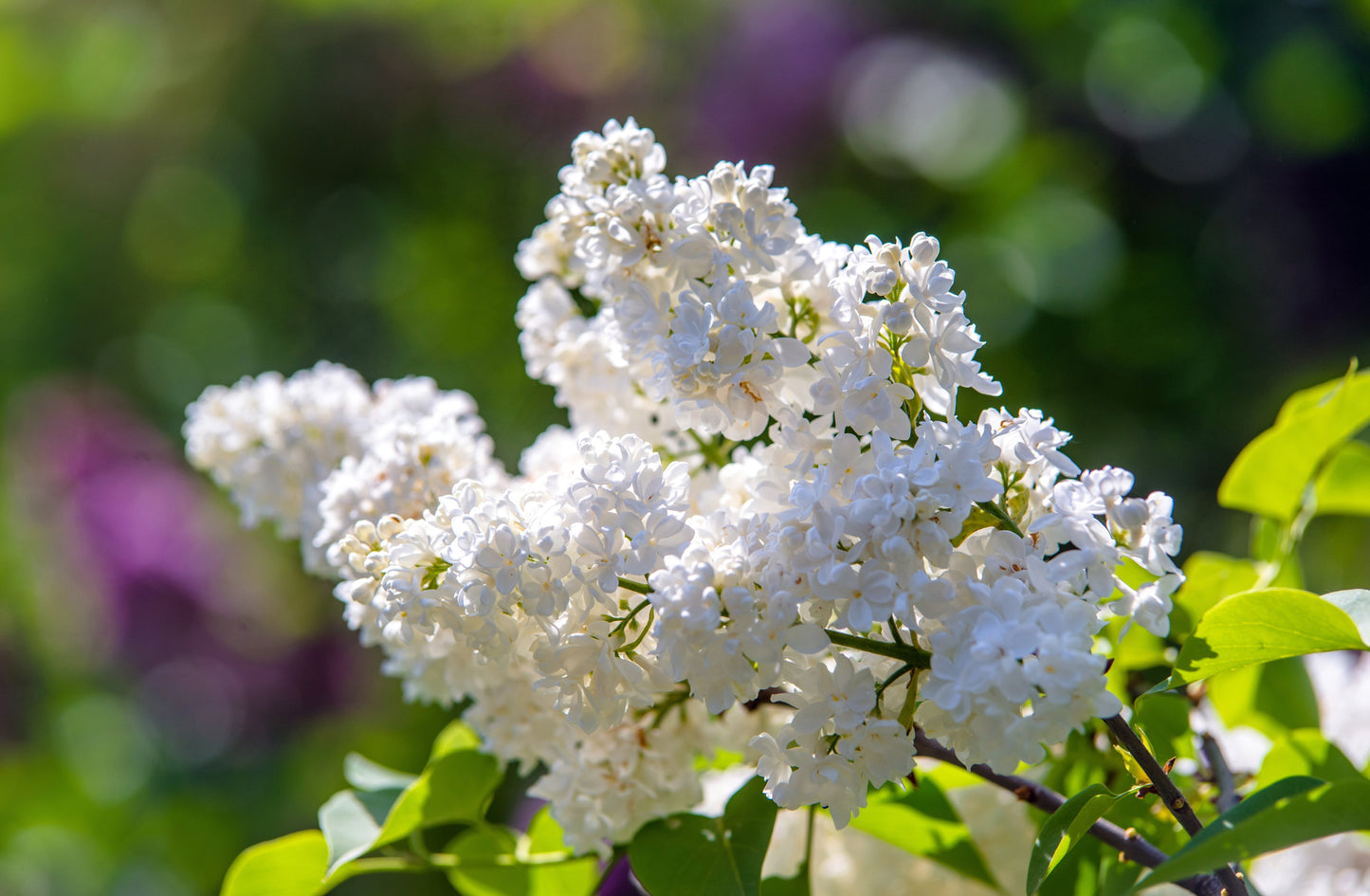 20 White Tree Lilac (Syringa Pekinensis) Seeds
