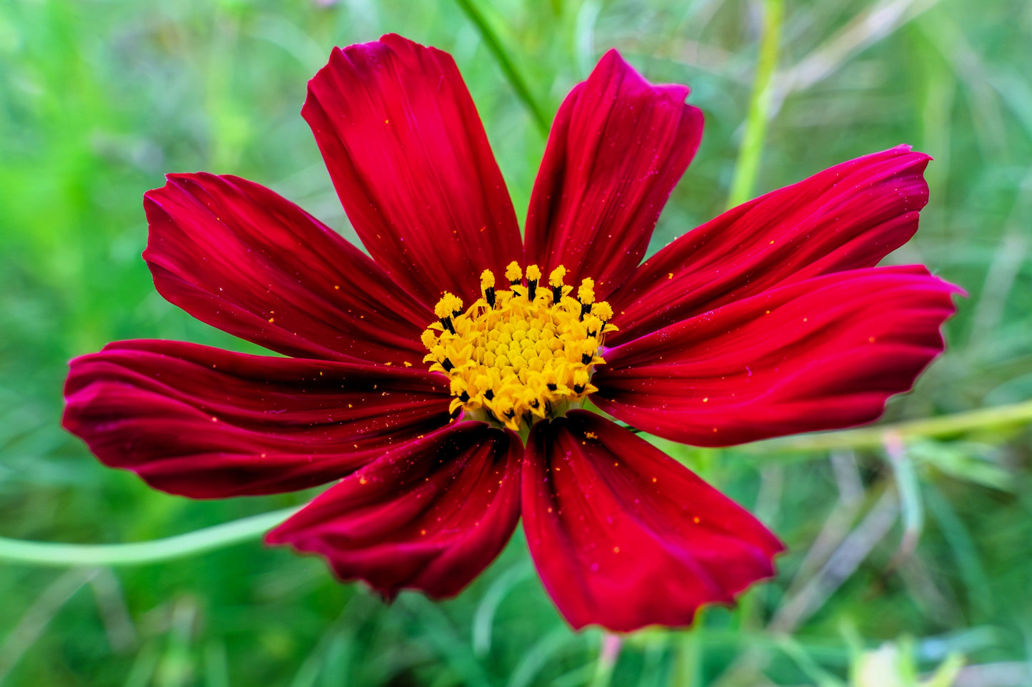 300 Cosmos Dazzler (Cosmos Bipinnatus) Seeds