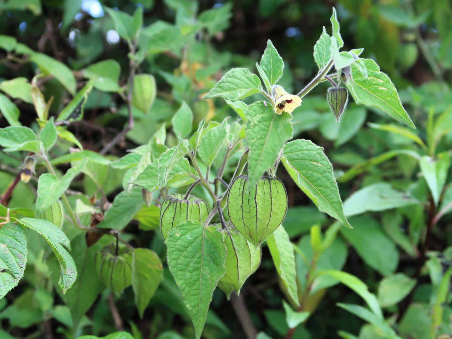 200 Organic Ground Cherry (Physalis Pruinosa) Seeds