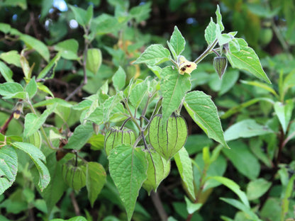 200 Organic Ground Cherry (Physalis Pruinosa) Seeds