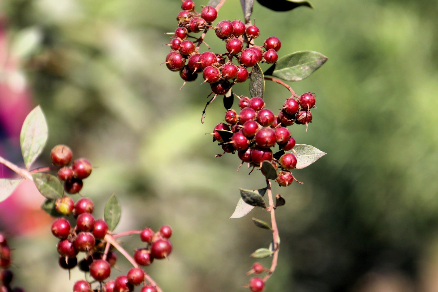 20 Common Henna/Mehandi Dye Plant (Lawsonia Inermis) Seeds