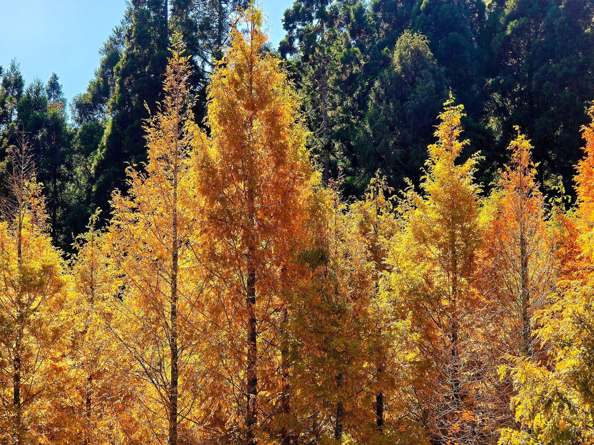 20 DAWN REDWOOD Tree Metasequoia Glyptostroboides Conifer Seeds