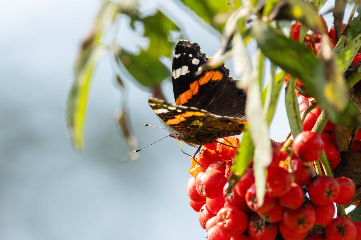 20 ASH TREE Mountain / Amur / Rowan - Sorbus Aucuparia Seeds