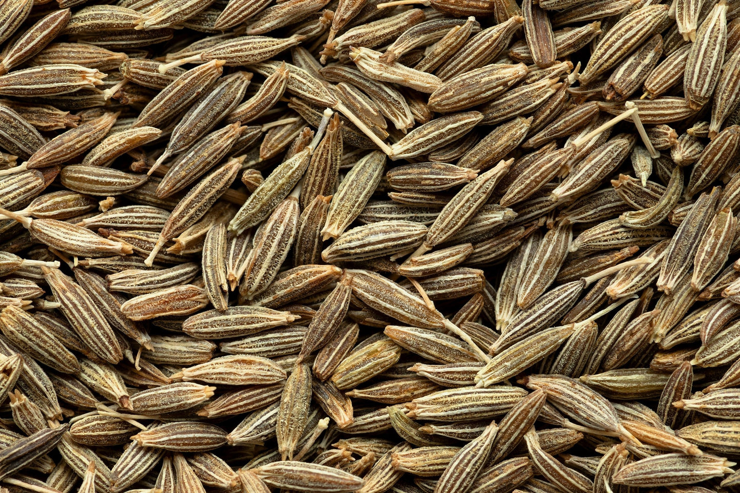 500 Organic Cumin (Cuminum Cyminum) Seeds