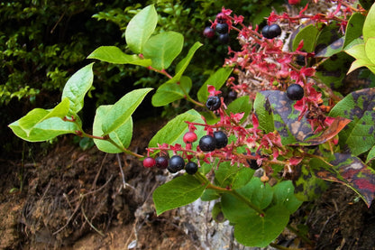 40 Salal Berry (Gaultheria Shallon) Seeds