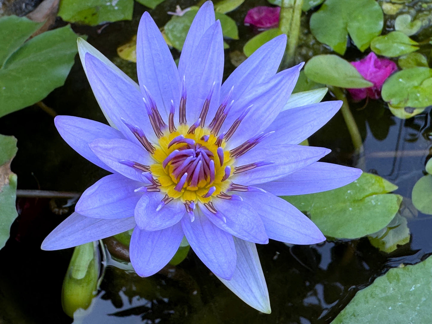 10 Blue Water Lily (Nymphaea Caerulea) Seeds