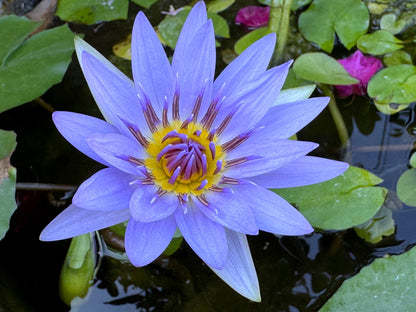 10 Blue Water Lily (Nymphaea Caerulea) Seeds