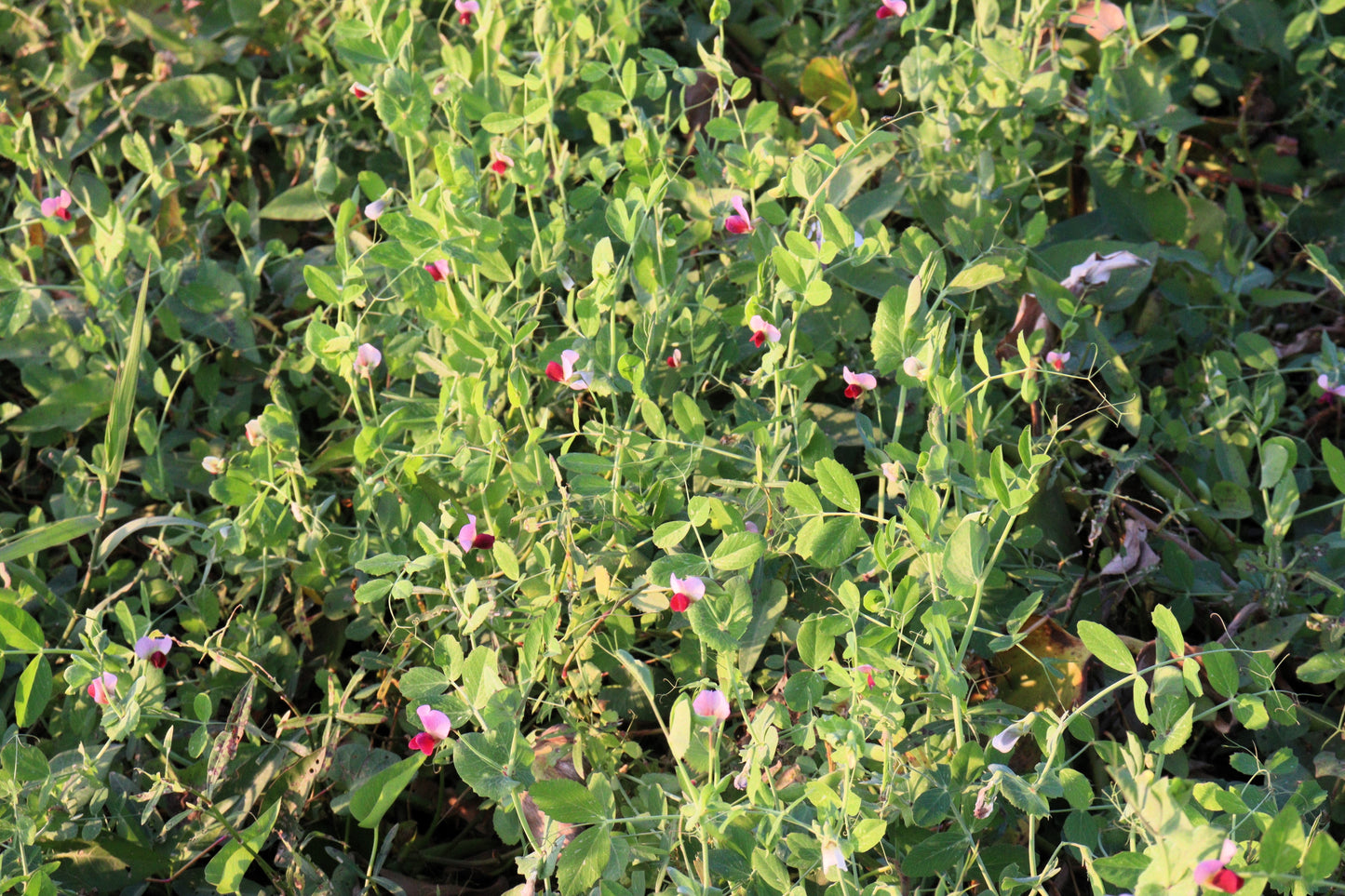 50 Austrian Winter Pea (Pisum Sativum) Seeds