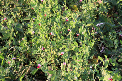 50 Austrian Winter Pea (Pisum Sativum) Seeds