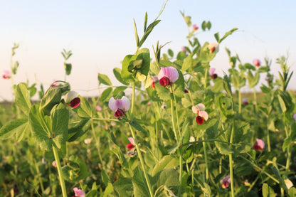 50 Austrian Winter Pea (Pisum Sativum) Seeds