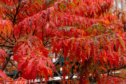 30 FLAMELEAF SUMAC TREE Shining Dwarf Winged Rhus Schmaltzia Copallina Seeds