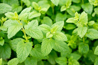 1500 Lemon Balm (Melissa Officinalis) Seeds