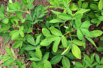 15 Tennessee Red Peanut (Valencia Type) (Arachis Hypogaea) Seeds