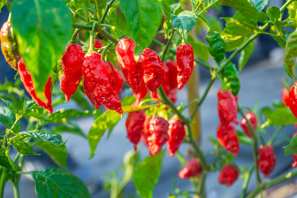 Ghost Pepper (Bhut Jolokia) (Capsicum chinense) Seeds – 20 ct