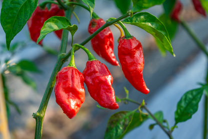 Ghost Pepper (Bhut Jolokia) (Capsicum chinense) Seeds – 20 ct