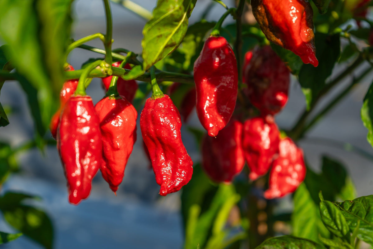 Ghost Pepper (Bhut Jolokia) (Capsicum chinense) Seeds – 20 ct