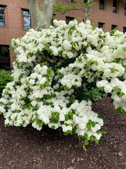 20 White Tree Lilac (Syringa Pekinensis) Seeds