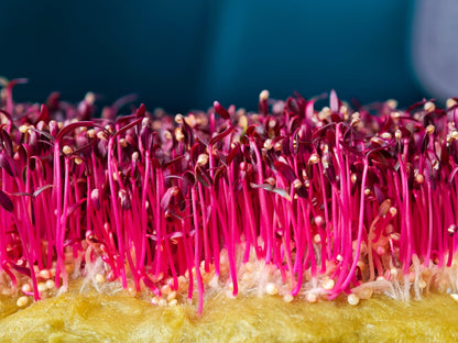 500 Red Garnet Amaranth (Amaranthus Tricolor) Seeds