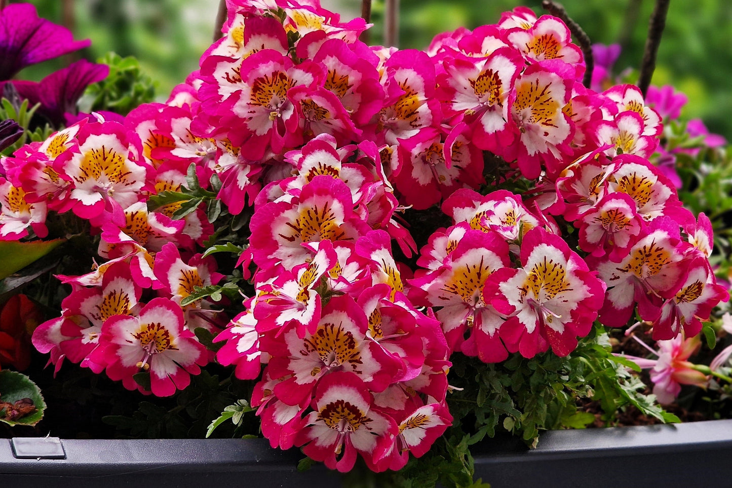 200 Butterfly Orchid (Schizanthus Wisetonensis) Seeds