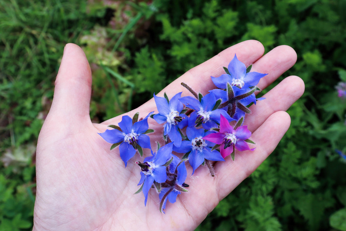 100 Blue Star BORAGE HERB Borago Officinalis Flower Seeds