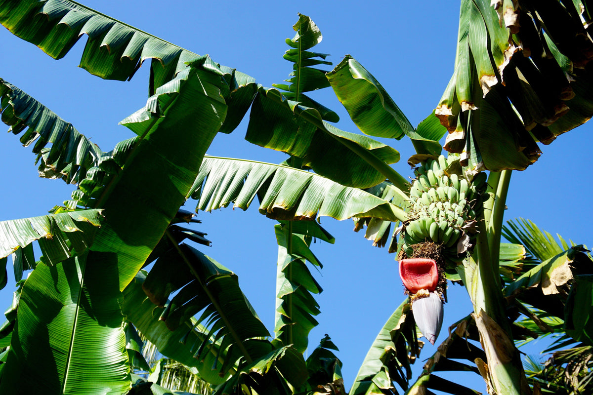 Plantain Banana (Musa balbisiana) Seeds – 5 ct