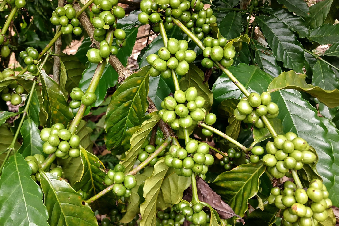 15 Arabica Coffee  Seeds