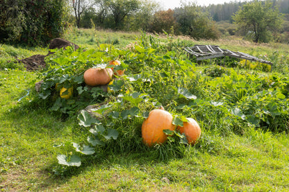 Mammoth Gold Pumpkin (Cucurbita maxima) Seeds – 25 ct