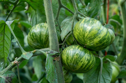 50 Green Zebra Tomato (Lycopersicon) Seeds