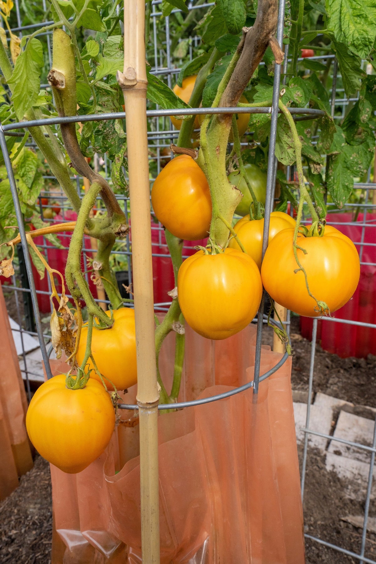 Golden Jubilee Tomato (Solanum lycopersicum) Seeds – 150 ct