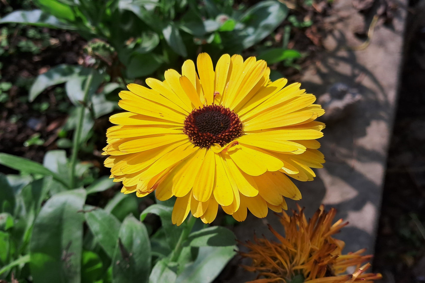 500 PAcific Beauty Marigold (Calendula Officinalis) Seeds