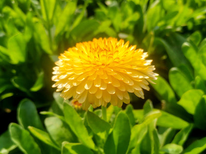 500 PAcific Beauty Marigold (Calendula Officinalis) Seeds