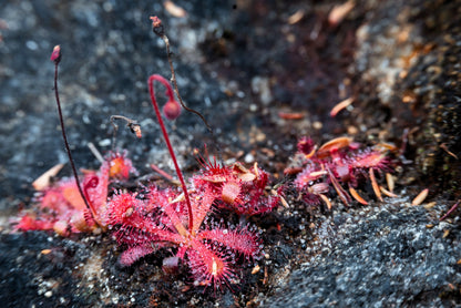 10 Carnivorous Sundew Plant (Drosera) Seeds