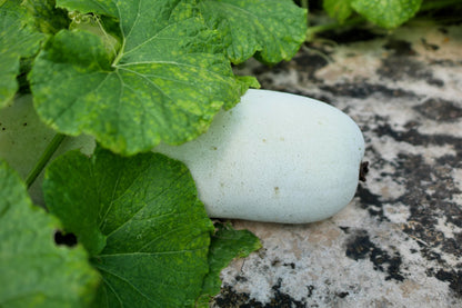 20 Wax Gourd (Benincasa Hispida) Seeds
