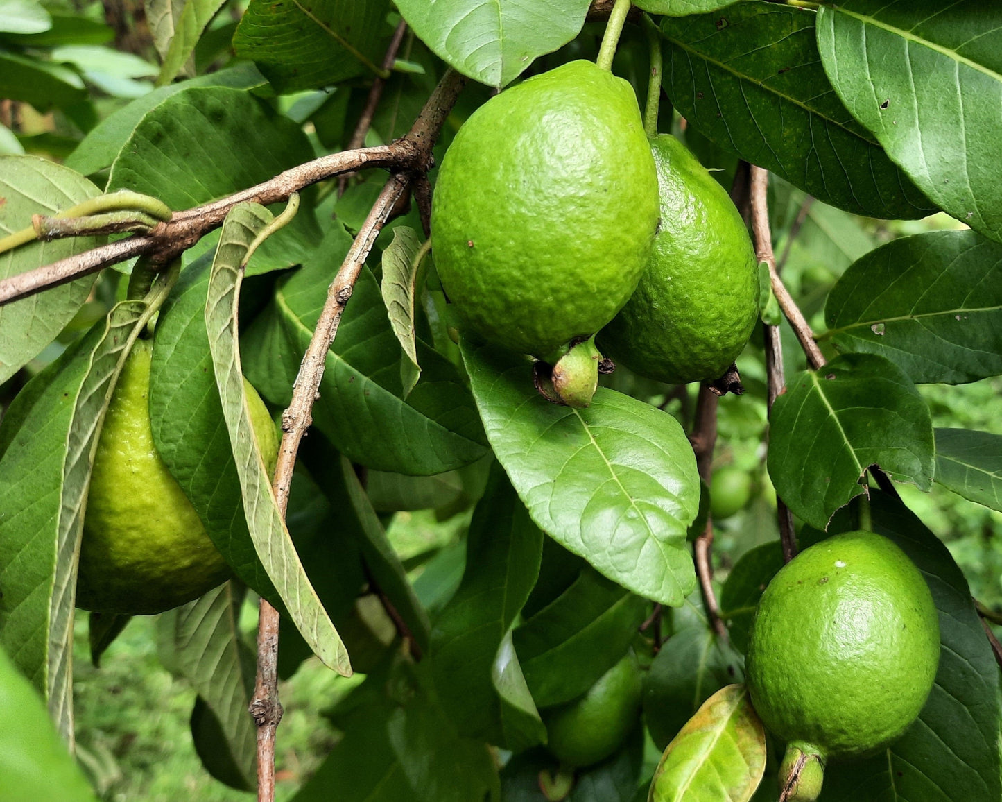 20 Guava Tree (Psidium Guajava) Seeds
