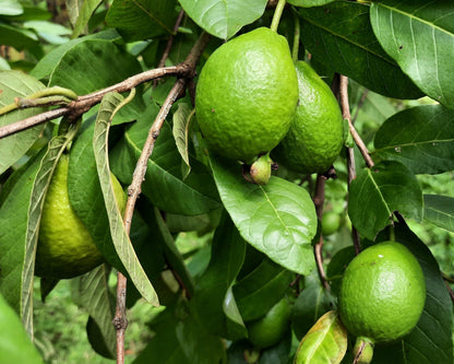 20 Guava Tree (Psidium Guajava) Seeds