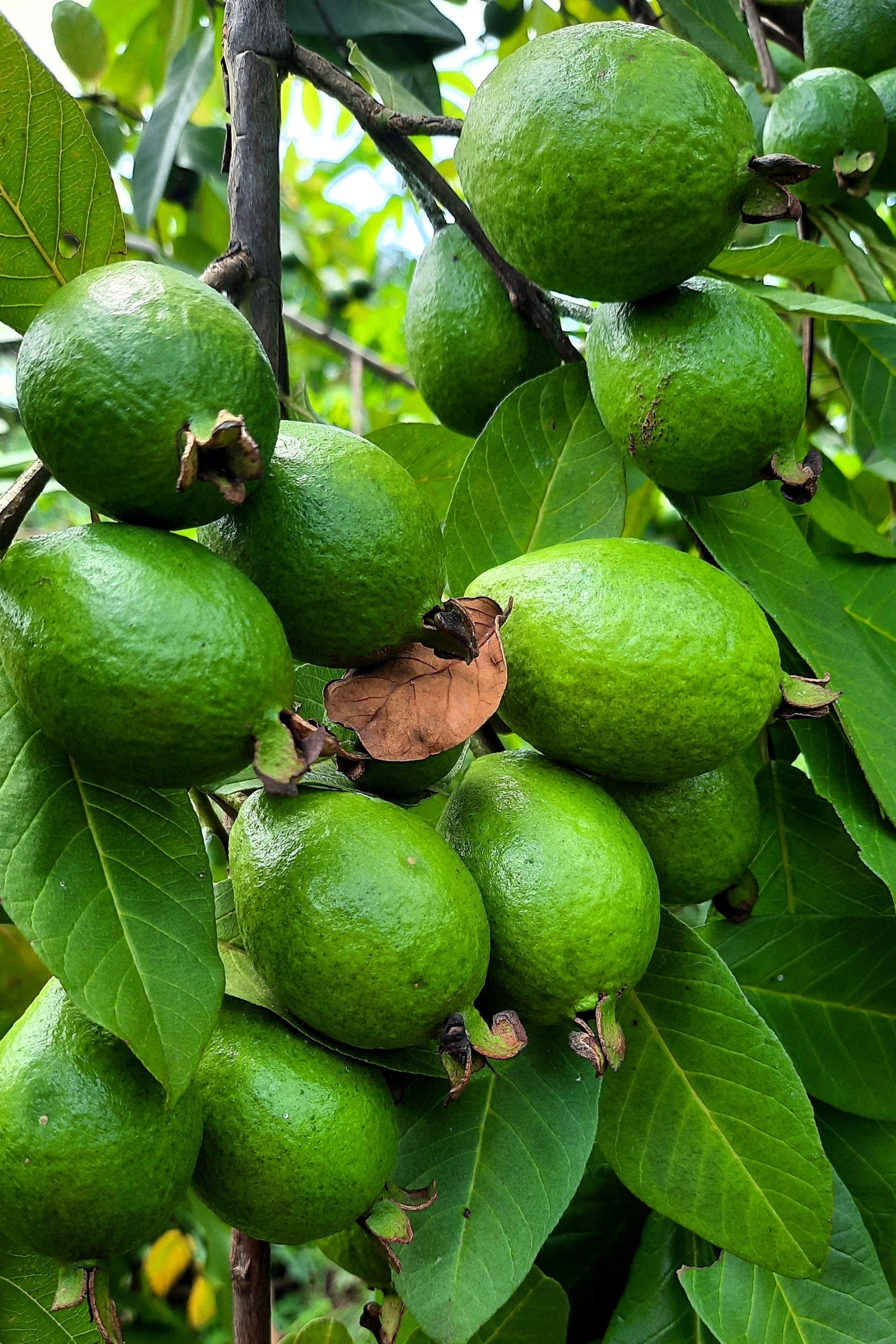 20 Guava Tree (Psidium Guajava) Seeds