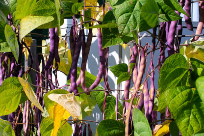 40 Royalty PURPLE POD BEAN Phaseolus Vulgaris Vegetable Seeds