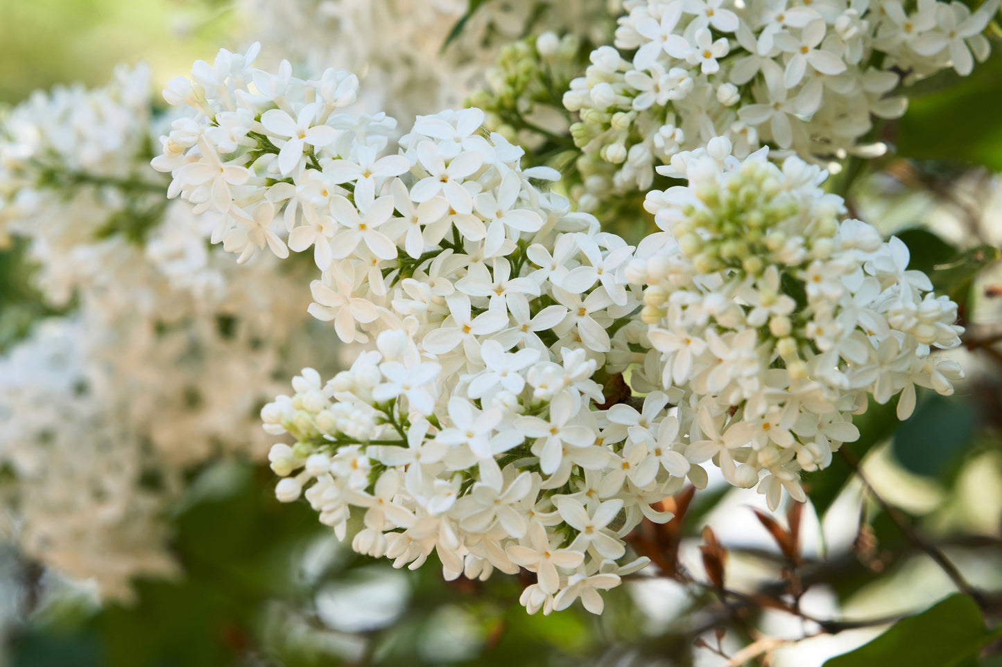 20 White Tree Lilac (Syringa Pekinensis) Seeds