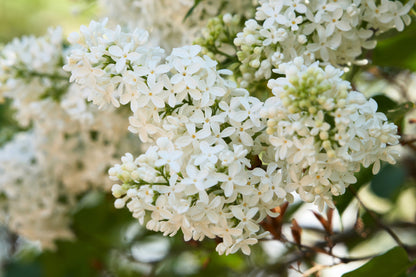 20 White Tree Lilac (Syringa Pekinensis) Seeds