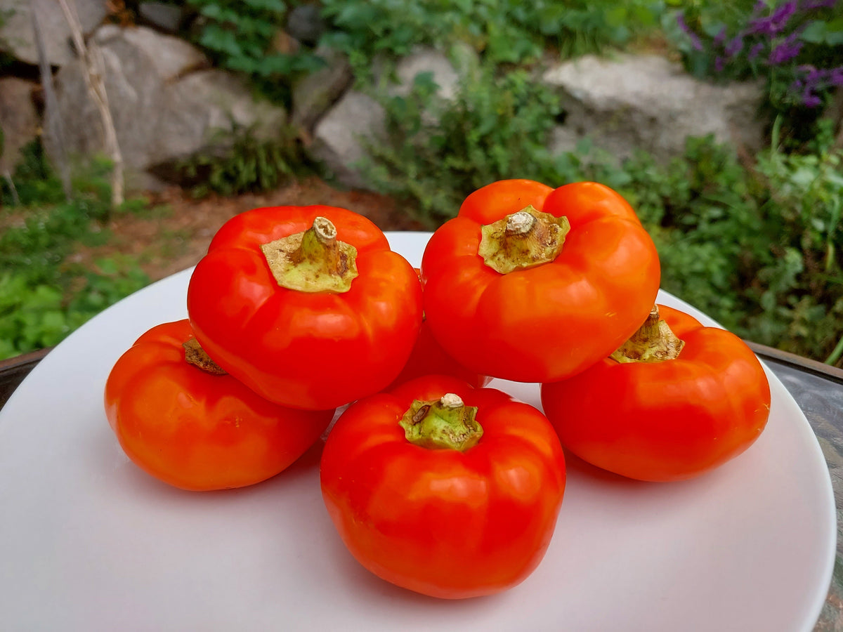 Alma Paprika Pepper (Capsicum annuum) Seeds – 25 ct