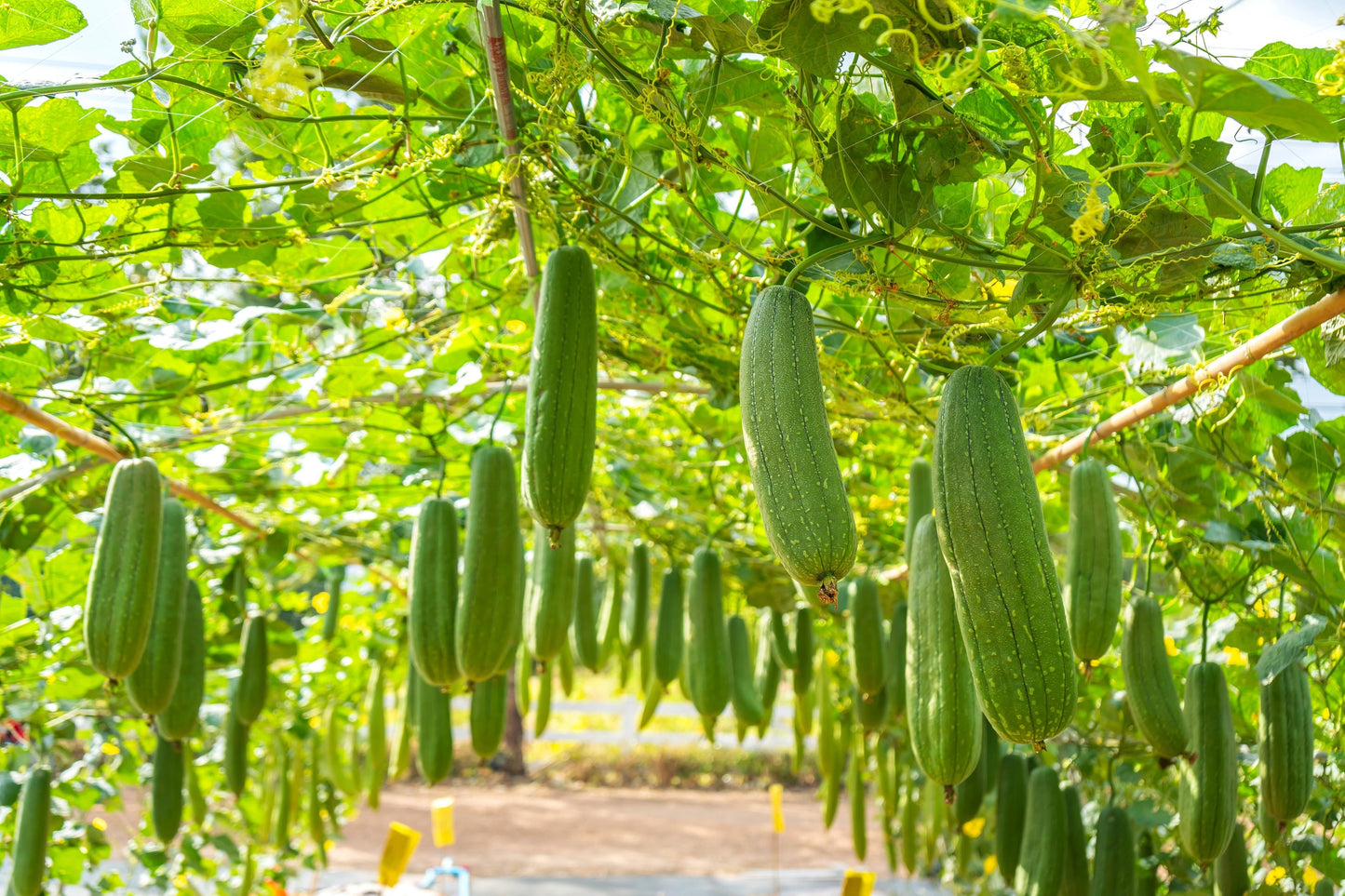 25 Luffa Sponge Gourd (Luffa Cylindrica) Seeds
