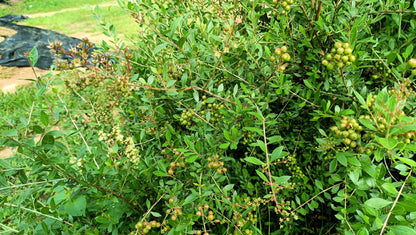 20 Common Henna/Mehandi Dye Plant (Lawsonia Inermis) Seeds