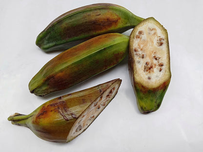 Plantain Banana (Musa balbisiana) Seeds – 5 ct